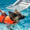 Hydrotherapy for Dogs at Home
