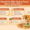 Is Your Older Dog Pausing Before Sitting? What It Really Means