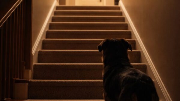 When a Senior Dog Stops Using the Stairs but Seems Fine