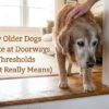 Why Older Dogs Hesitate at Doorways & Thresholds (What It Really Means)