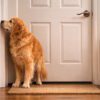 Old Dog Stands at Hinge Side of Door to Go Out? Here’s Why